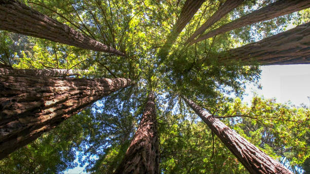 Best Tree Trimming and Pruning  in Hansen, ID